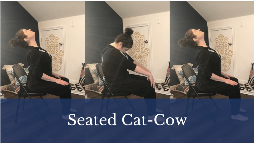 Julie doing seated Cat Cow. This is a beginner friendly chair yoga pose sequence.